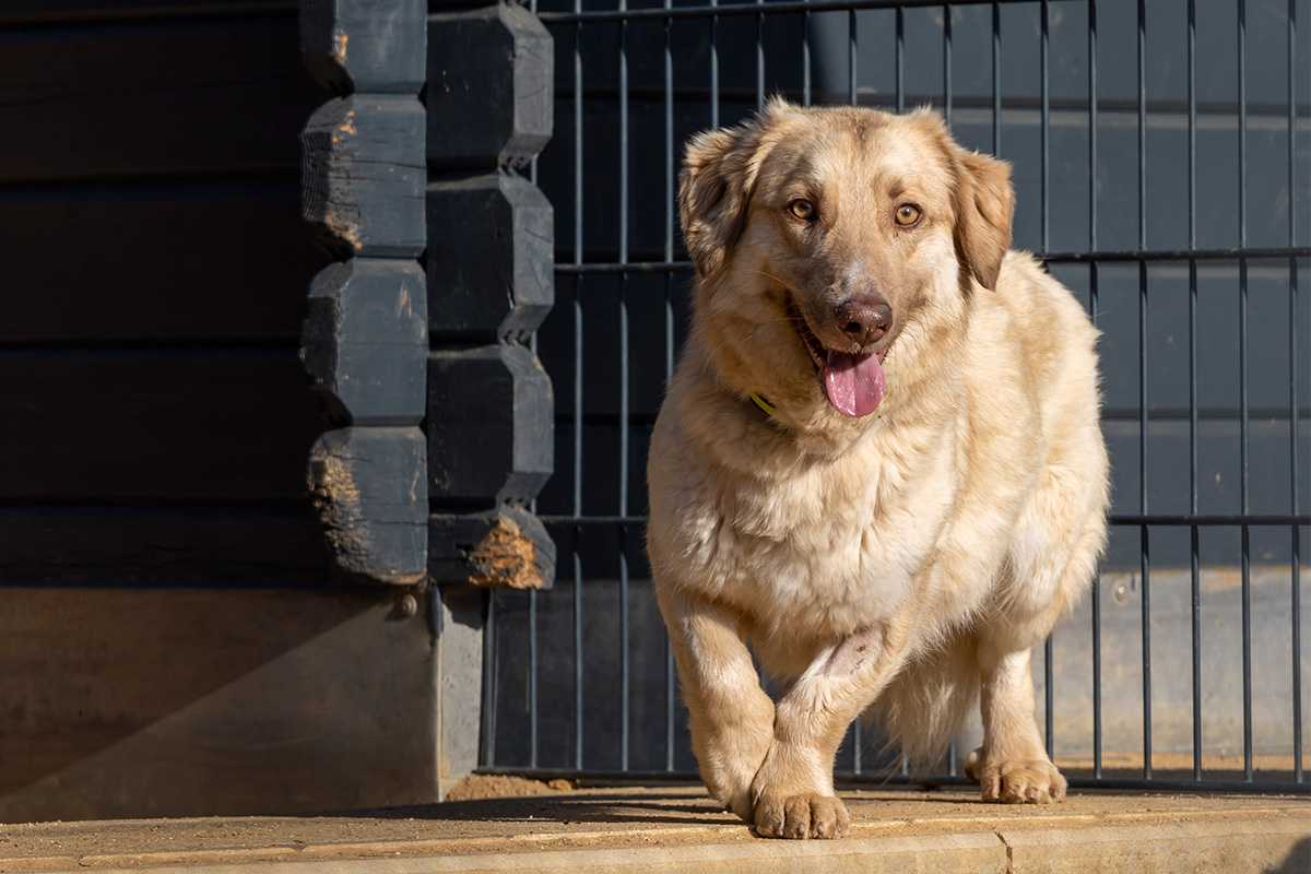 Odessa/Hund/Ukraine/Tierheim