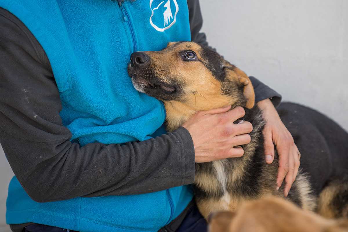Hund gerettet/Odessa/Tierschutz