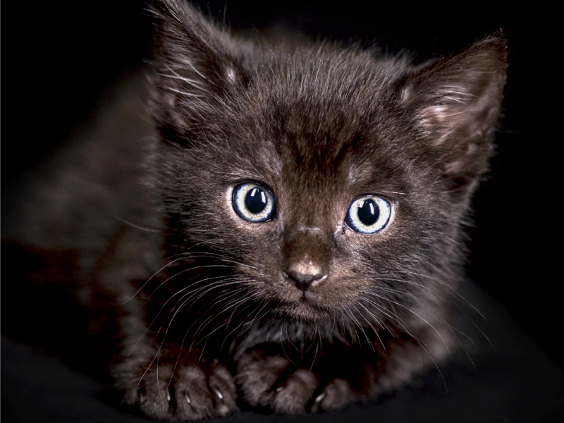 Schwarze Tierheimtiere/schwarze Katze/Kitten