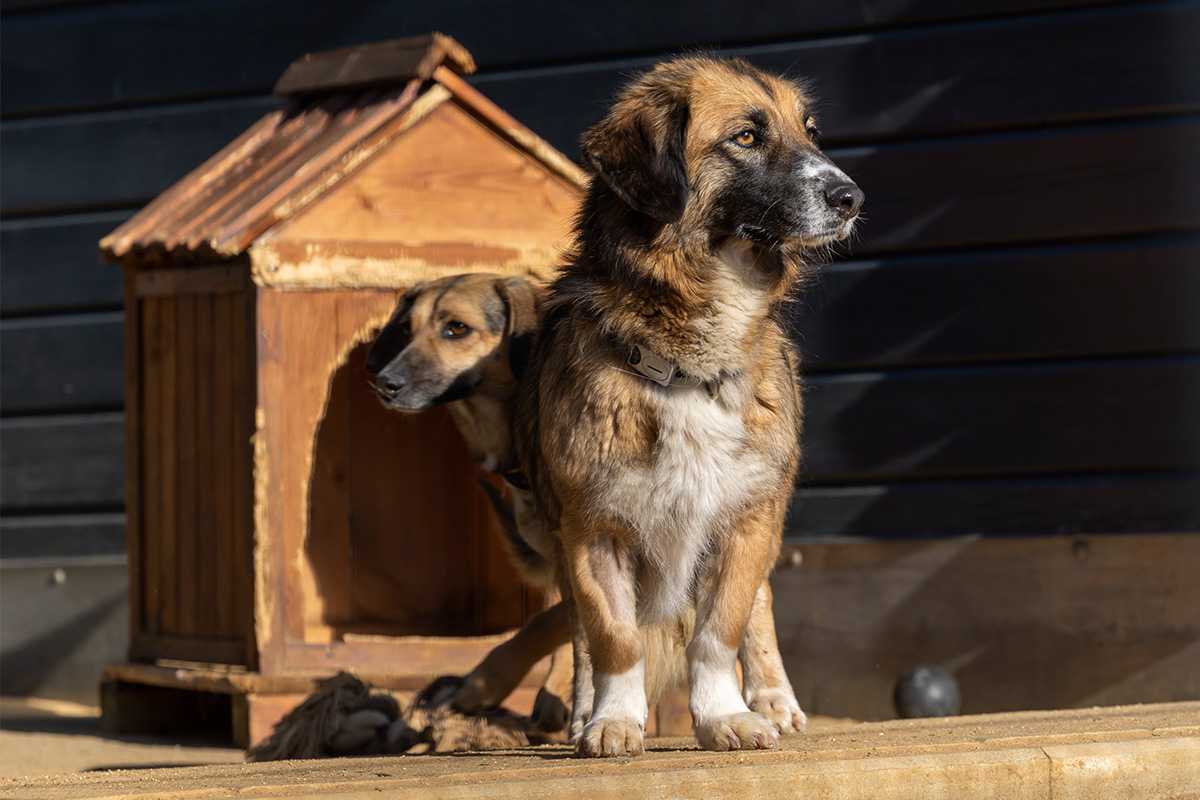 Odessa/Hund/Hundehütte